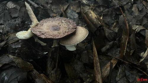 吃瓜热点菌,揭秘娱乐圈最新八卦，带你领略明星幕后故事