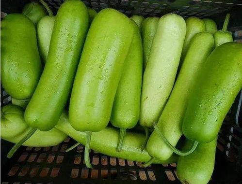 常见的吃的瓜,各式美味瓜果大盘点