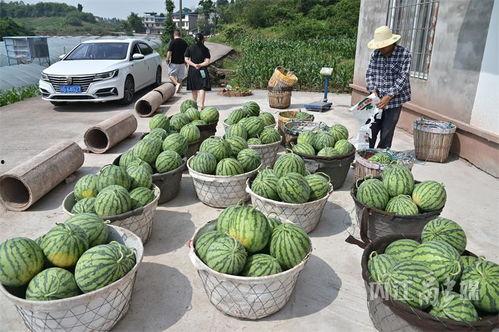 吃瓜北圣,网络红人的崛起与影响力