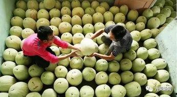 冬季吃三白瓜,三白瓜助力暖身滋补