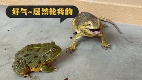 青蛙女子吃瓜,一场吃瓜引发的奇幻之旅