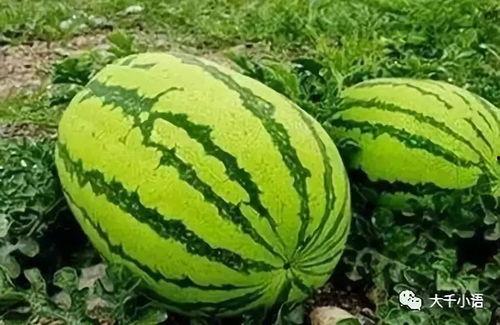 刘大瓜吃西瓜,刘大瓜的甜蜜西瓜之旅