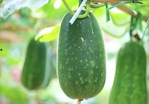 夏天炎热吃瓜视频,跟着吃瓜视频一起享受清凉时光