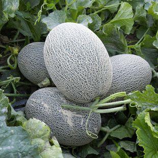 甘肃吃的瓜,探寻陇上瓜田的甜蜜秘密