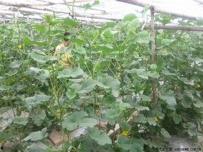 长申吃瓜,揭秘娱乐圈背后的那些事儿