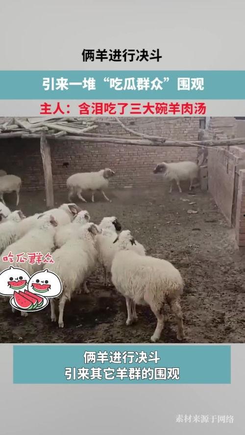 咚咚羊吃瓜动作