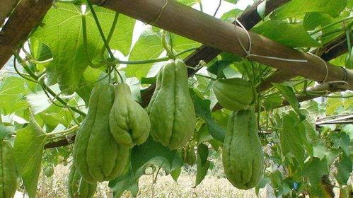 儿童吃佛手瓜,佛手瓜美食之旅