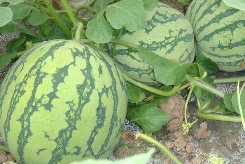 koop吃瓜占卜,揭秘命运背后的神秘力量