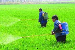 吃瓜撒农药,揭秘吃瓜撒农药的真相与影响