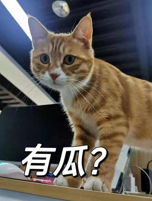 云猫吃瓜后续,揭秘瓜田背后的秘密与奇遇