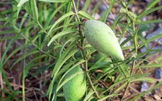 老梢瓜怎么吃,探索家常美味新选择