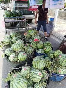 南昌象湖吃瓜事件,一场网络热议背后的真相与反思